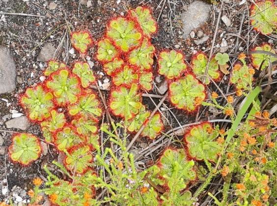 Drosera aliciae colony